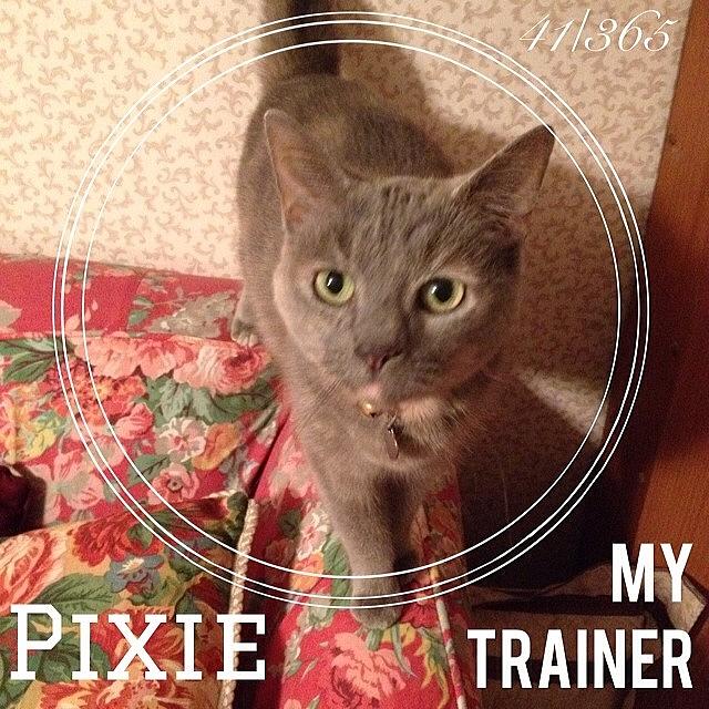 Cat Photograph - #pixie Is My Official #trainer While I by Teresa Mucha