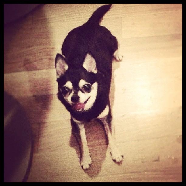 Pixie Is Ready For Her Walk! #chihauhau Photograph by Amanda S