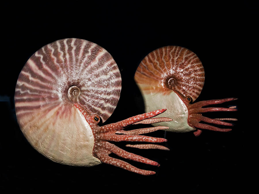 Placenticeras Cephalopods Sculptures Photograph by Millard H. Sharp