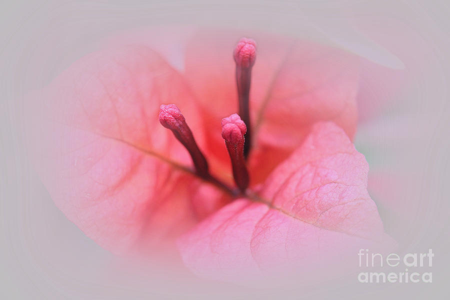Flowers Still Life Photograph - Places in the Heart by Judi Bagwell
