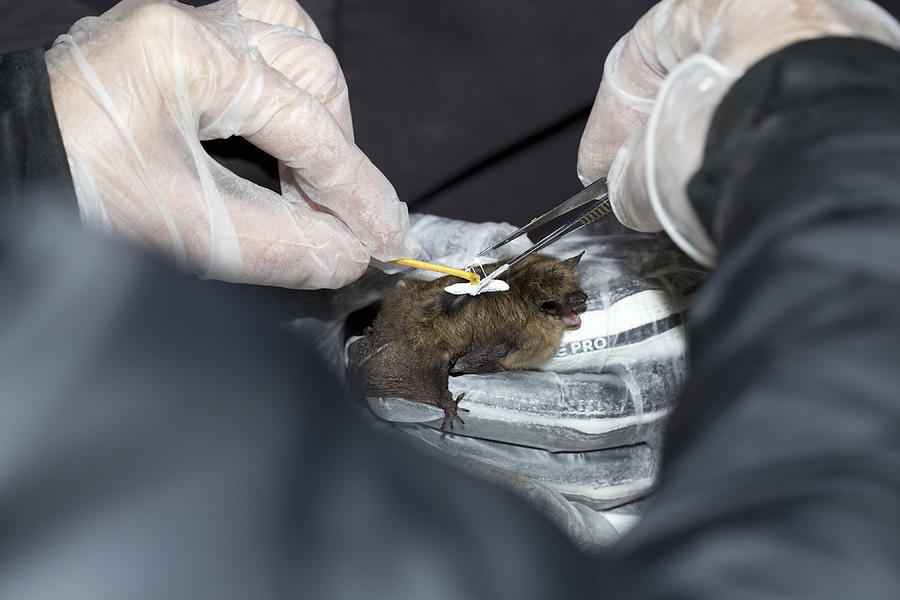 Placing Radio Tag On Little Brown Bat Photograph by Science Stock Photography