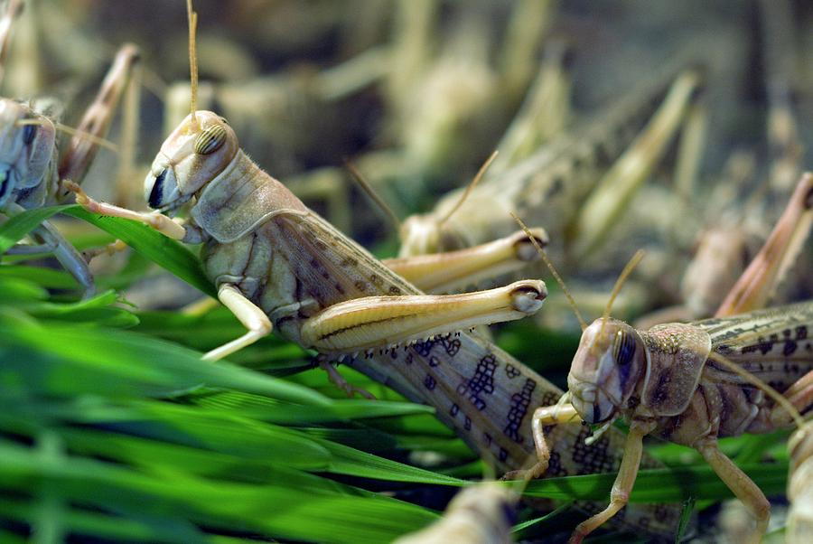 Plague Locusts Eating Wheat Seedlings Photograph by Simon Fraser/science Photo Library