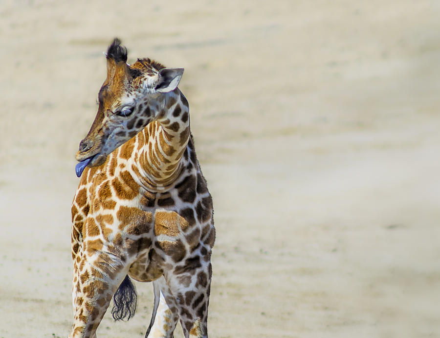 Giraffe Photograph - Plahhh by Camille Lopez