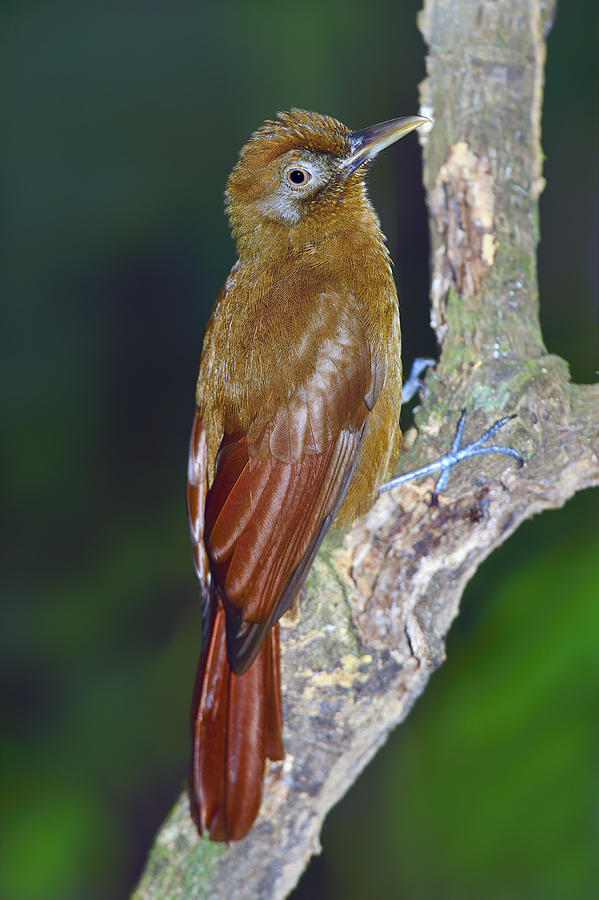 Plain-brown Woodcreeper Photograph by Tony Beck