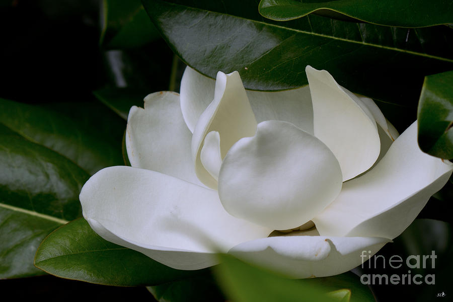 Plain Magnolia Photograph by Sandra Clark