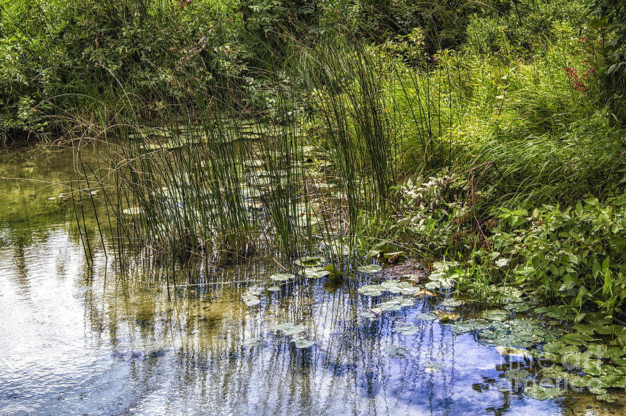 Plain Pond Photograph by Timothy Hacker