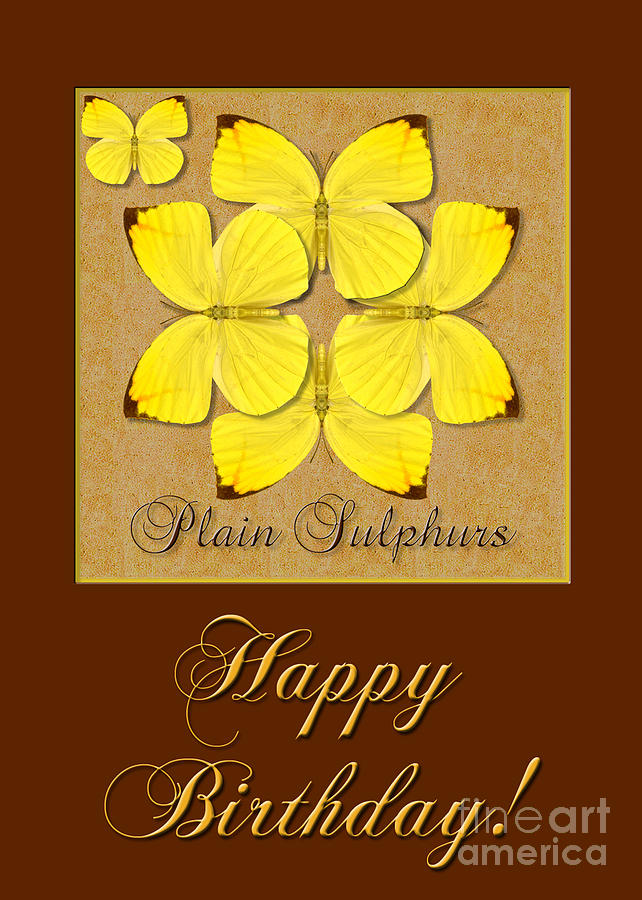 Plain Sulphur Butterfly Birthday Card Photograph by Melissa A Benson
