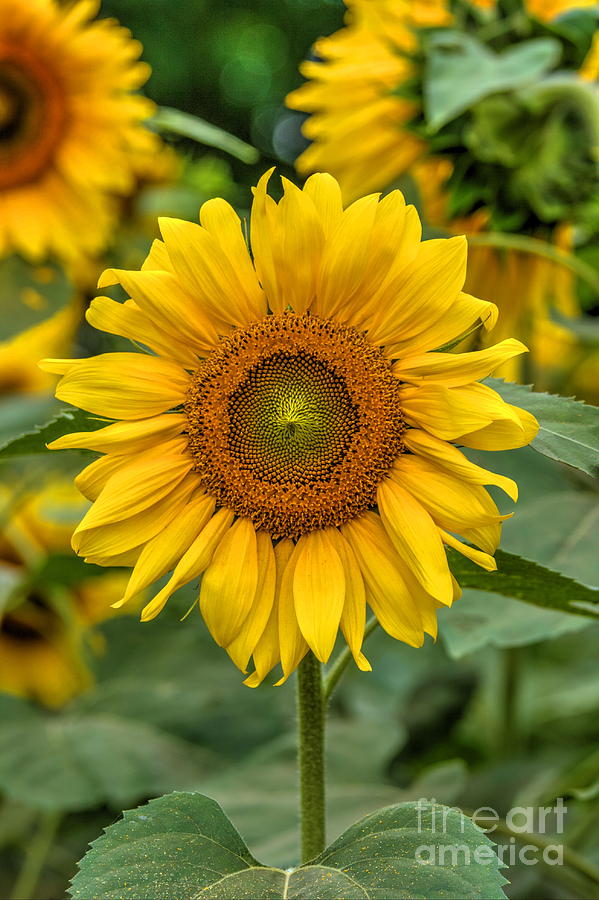 Plain Sunflower Photograph by Marcel J Goetz Sr - Fine Art America