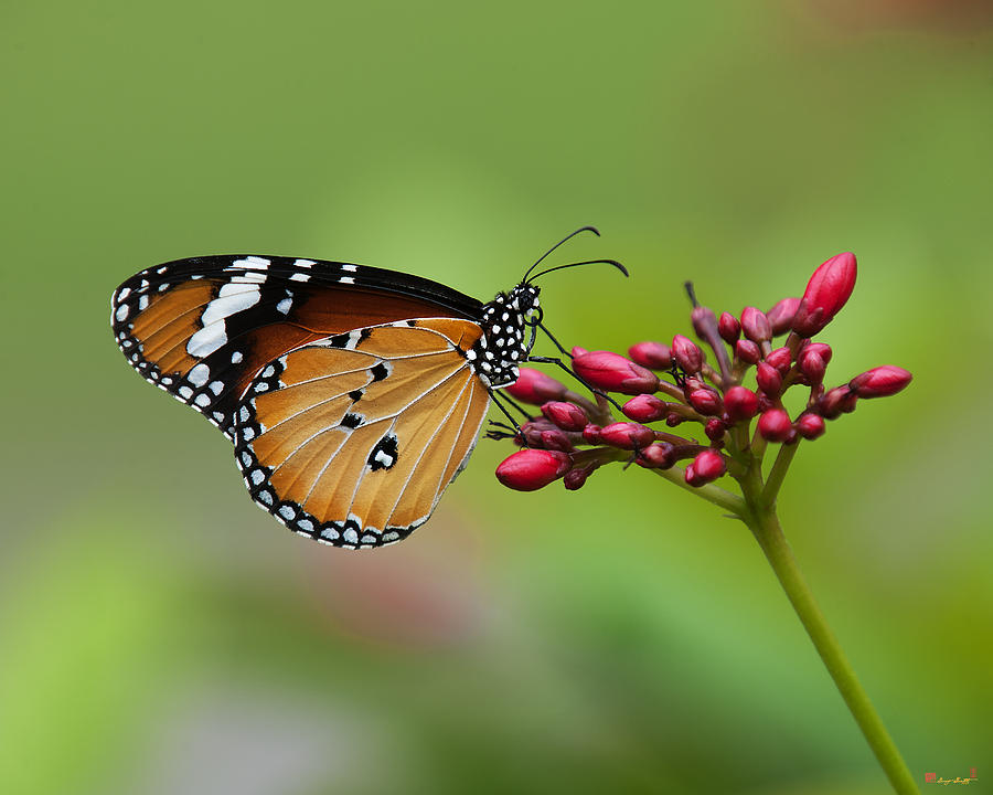 Plain Tiger or African Monarch Butterfly DTHN0008 Photograph by Gerry Gantt