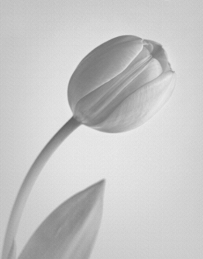 Plain Tulip Photograph by David and Carol Kelly | Pixels