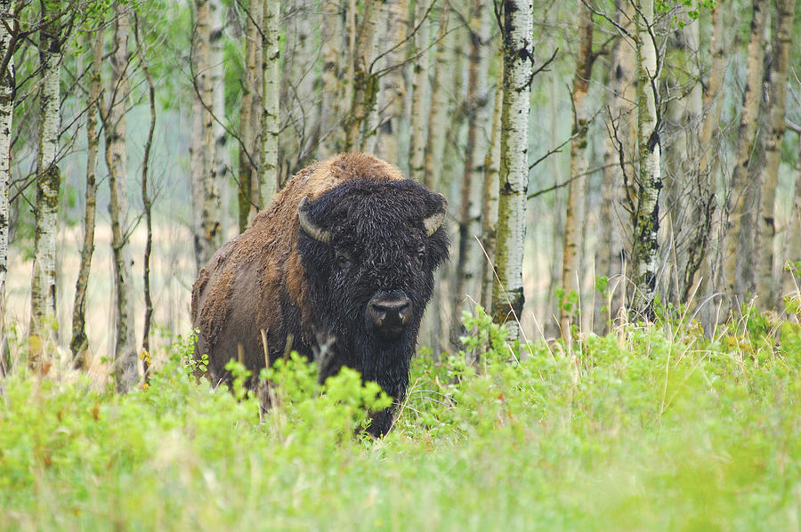 Plains Bison Photograph by David Drew