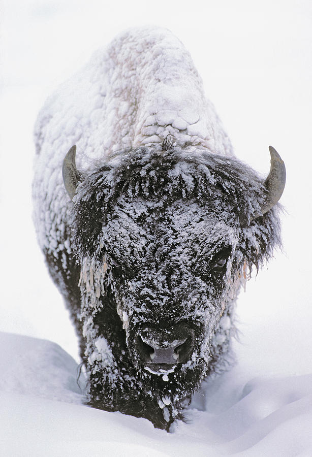 Plains Bison in Rocky Mountains Photograph by First Light