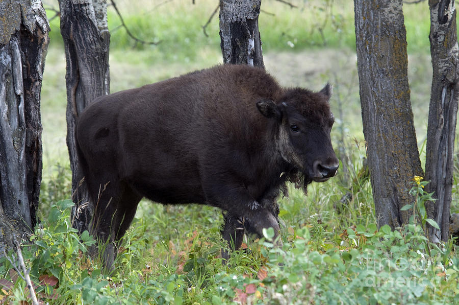 Plains Bison Photograph by Mark Newman
