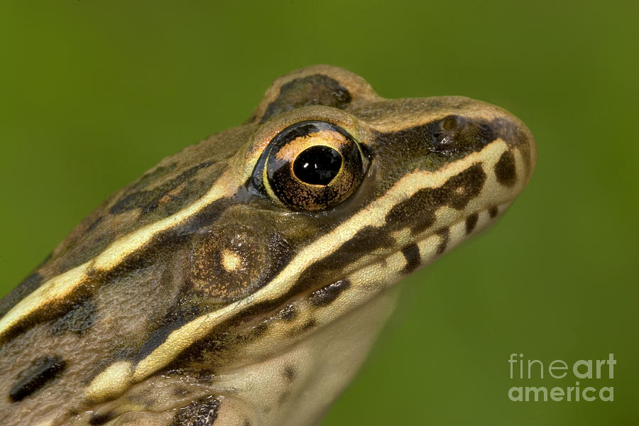 Wildlife Photograph - Plains Leopard Frog by Kenneth M Highfill