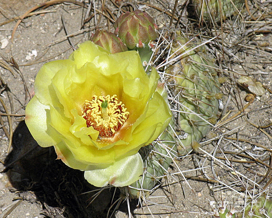 Plains Prickly Pear Cactus Photograph by Malcolm Howard