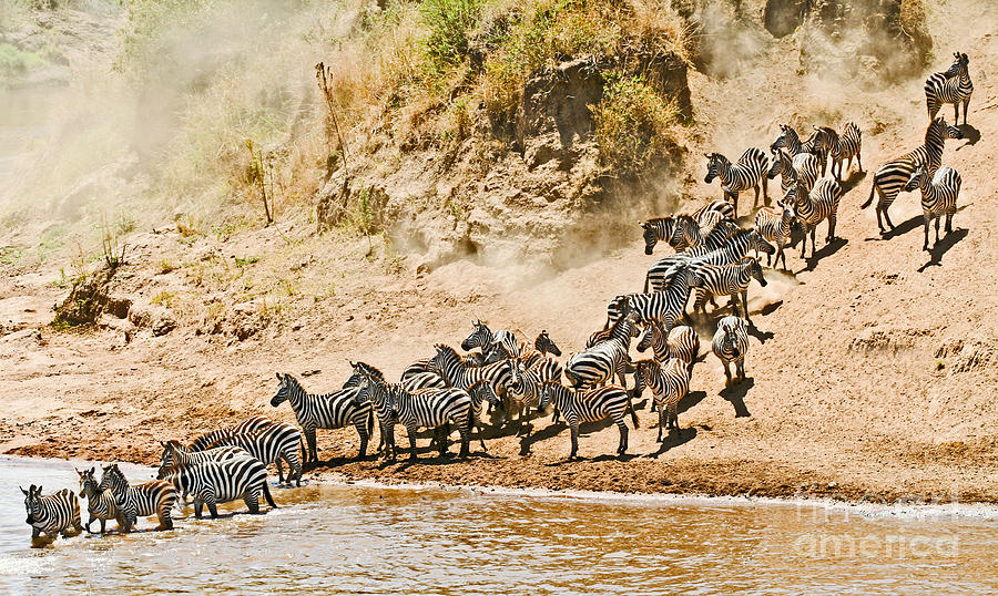 Plains Zebra about to cross the Mara River Photograph by Liz Leyden