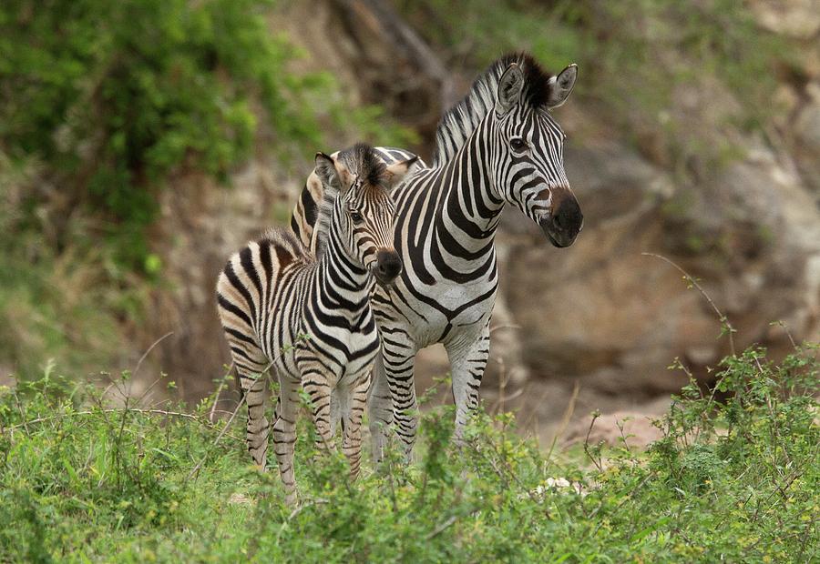 Plains Zebra And Foal Photograph by Bob Gibbons