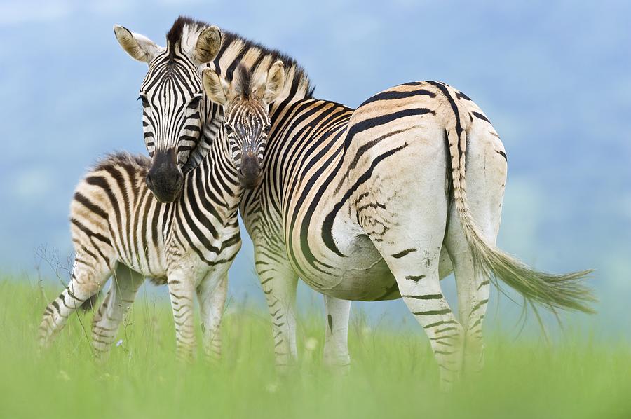 Plains zebra and foal Photograph by Science Photo Library