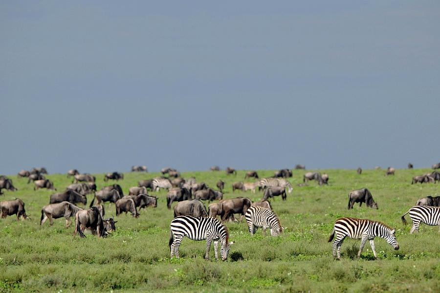 Plains Zebra And Wildebeest Photograph by Dr P. Marazzi/science Photo Library