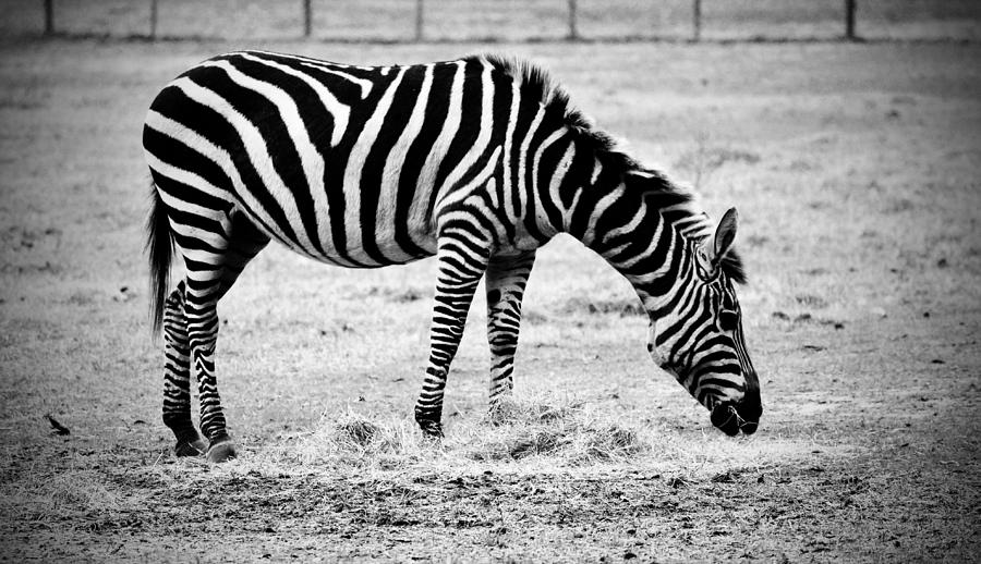 Plains Zebra Photograph by Cynthia Guinn