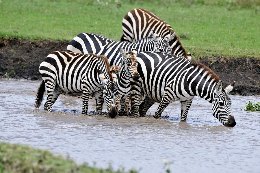 Plains Zebra Drinking Photograph by Dr P. Marazzi/science Photo Library