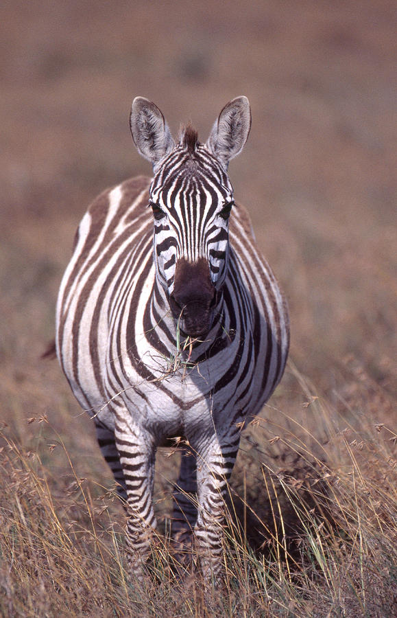 Animal Photograph - Plains Zebra Eating by Charles Angelo