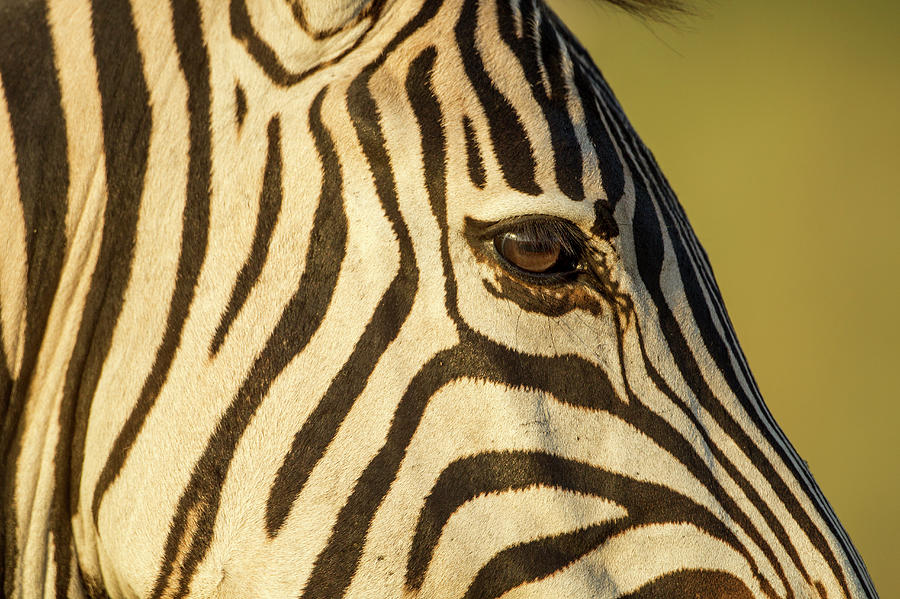 Plains Zebra Eye, Moremi Game Reserve Photograph by WorldFoto - Fine ...