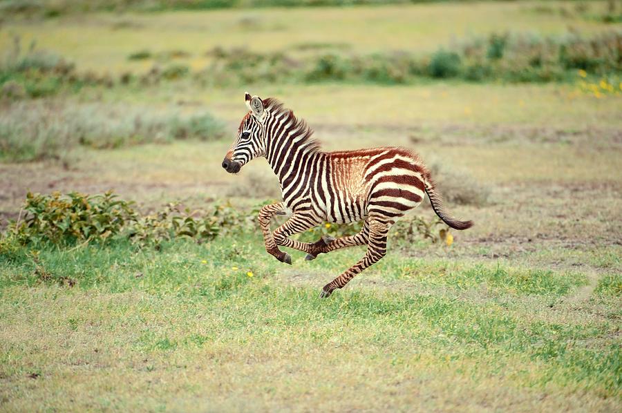 Plains zebra foal running Photograph by Science Photo Library