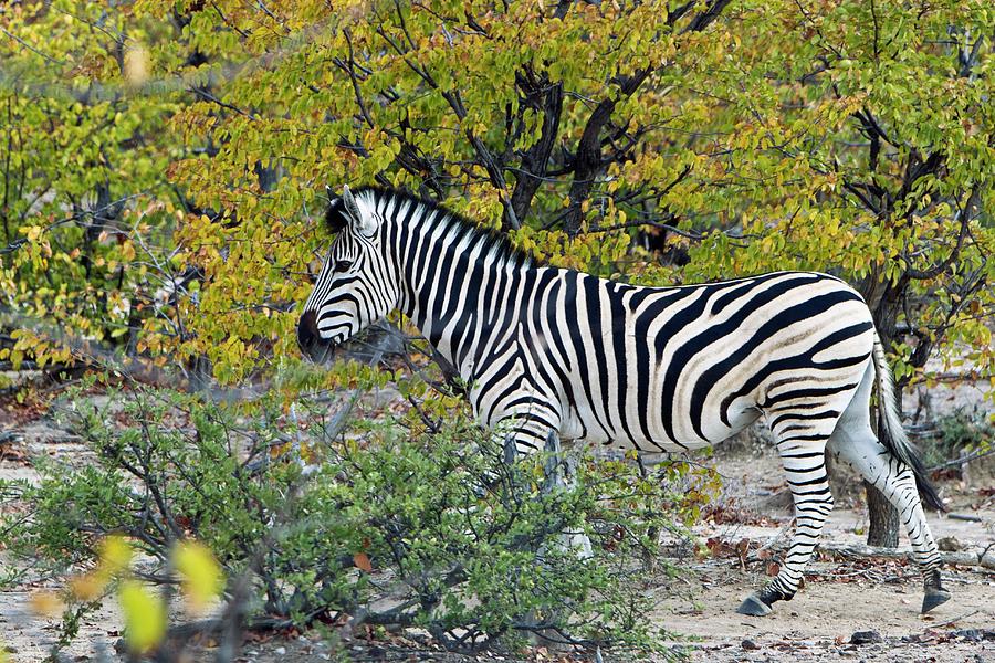 Plains Zebra In Scrubland Photograph by Dr Andre Van Rooyen/science Photo Library