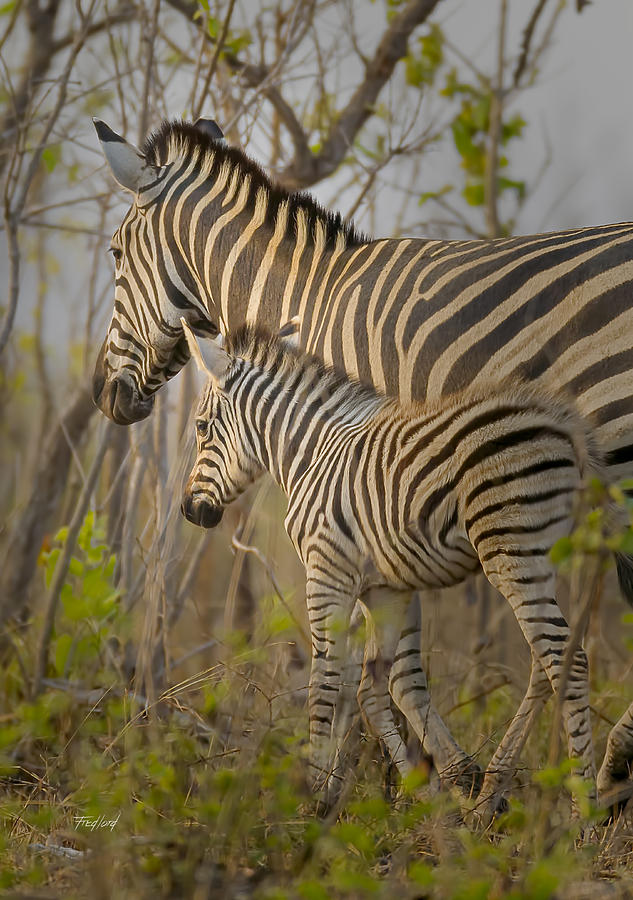 Plains Zebra Mare and Foal Photograph by Fred J Lord
