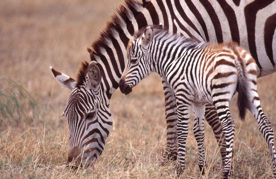 Plains Zebra Mare With Colt Photograph by Charles Angelo Fine Art America