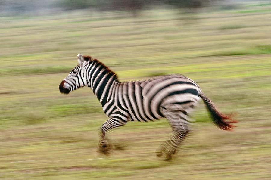 Plains zebra running Photograph by Science Photo Library