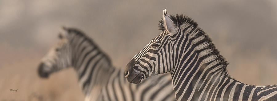 Plains Zebra Stallions on Alert Photograph by Fred J Lord