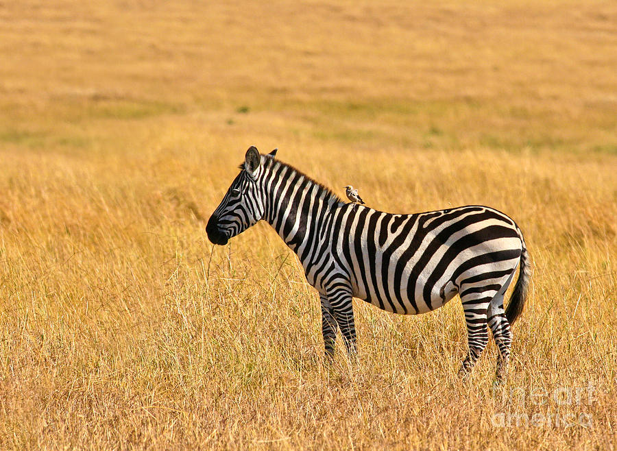 Wildlife Photograph - Plains Zebra with Wattled Starling by Liz Leyden