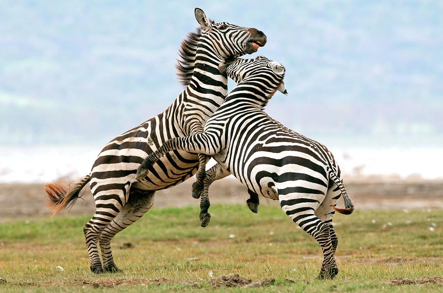 Plains Zebras Fighting Photograph by Peter Chadwick/science Photo Library