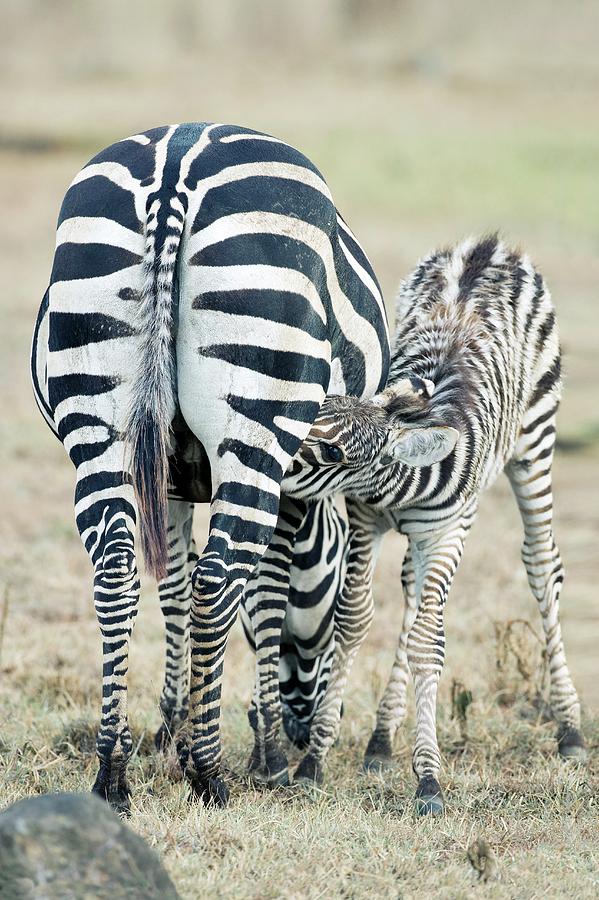 Plains Zebras Photograph by John Devries/science Photo Library