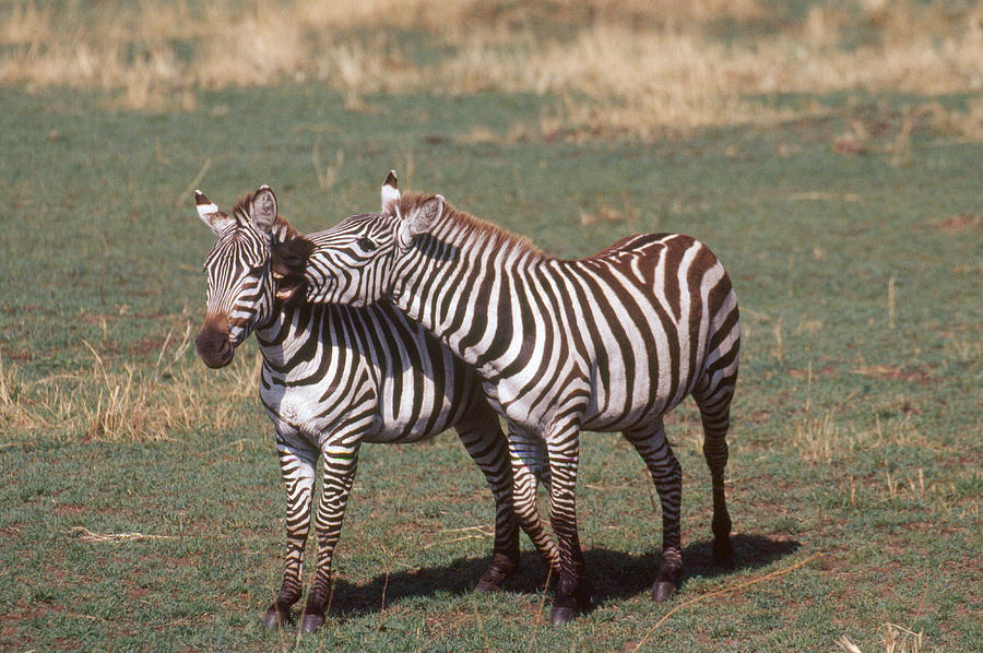 Animal Photograph - Plains Zebras Playing by Mary Beth Angelo