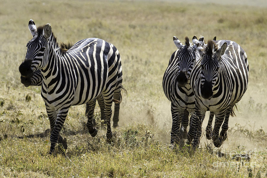 Plains Zebras Running Photograph by Chris Scroggins