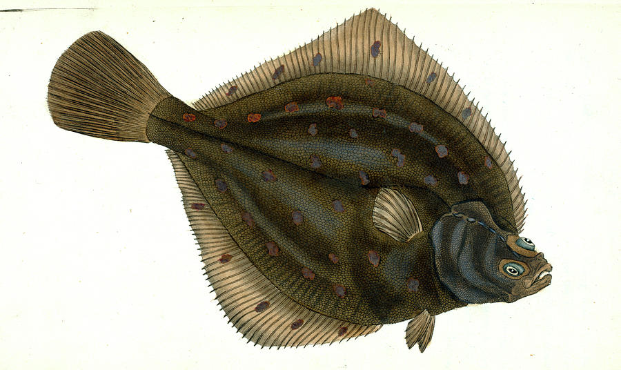 Fish Drawing - Plaise, Pleuronectes Platessa, 1802, British Fishes by Artokoloro