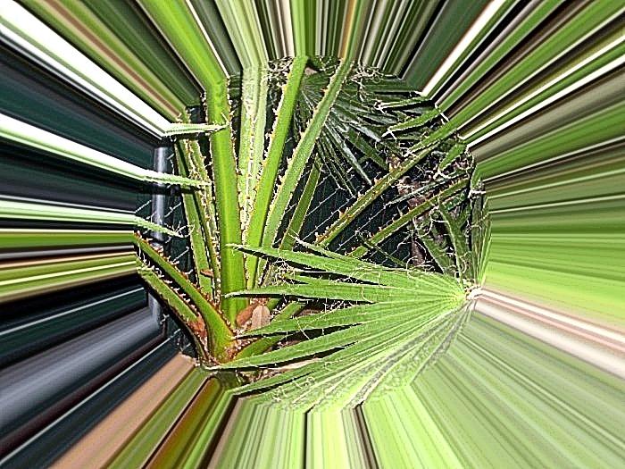 Bird Photograph - Plam Tree by HollyWood Creation By linda zanini