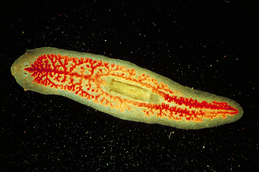  Planaria  Worm Photograph by Michael Abbey