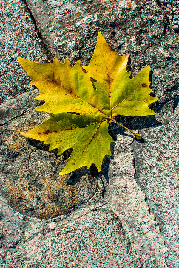 Plane Leaf On Cobblestones Photograph by Andreas Berthold