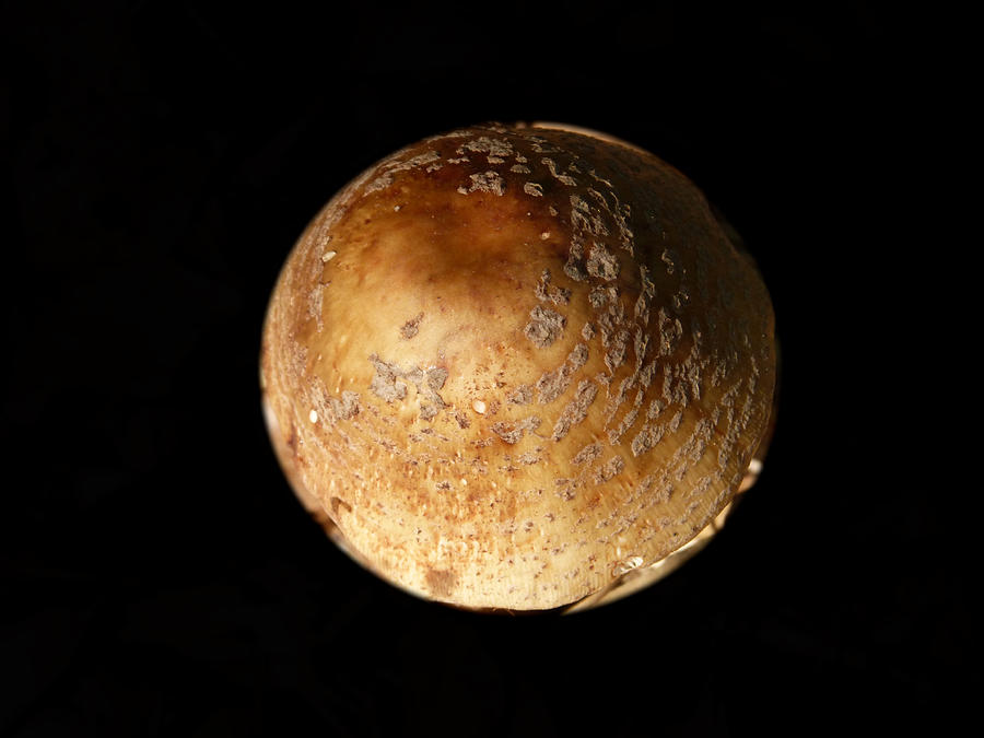 Planet Mushroom Photograph by Pete Trenholm