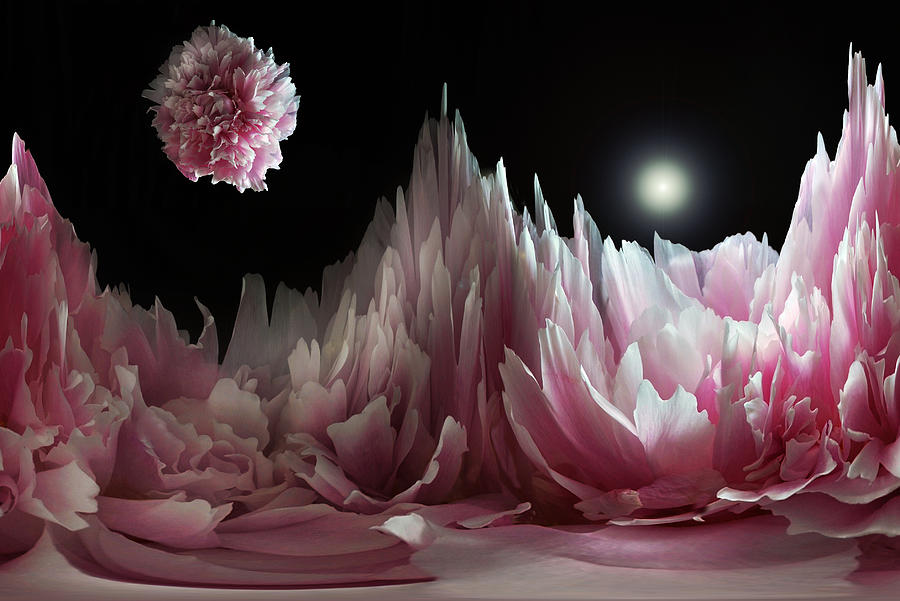 Nature Photograph - Planet Peony  by Terence Davis