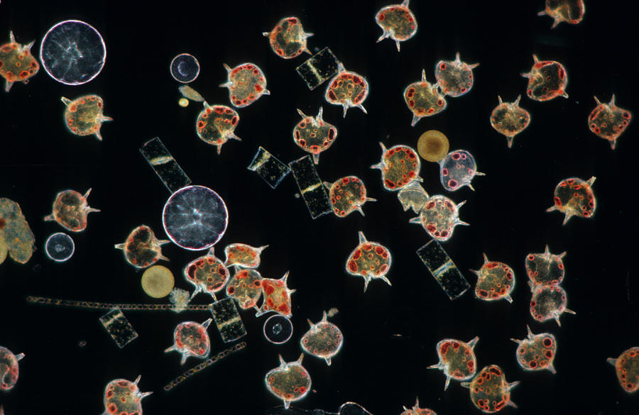 Plankton Dinoflagellates And Diatoms X20 Photograph by D P Wilson