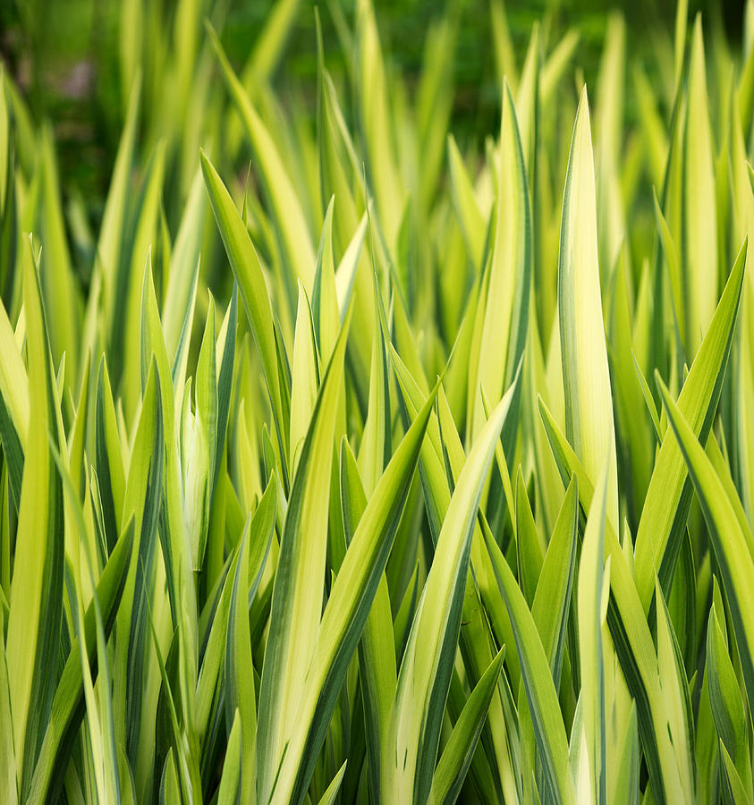 Plant Abstract 2 Photograph by Rebecca Cozart