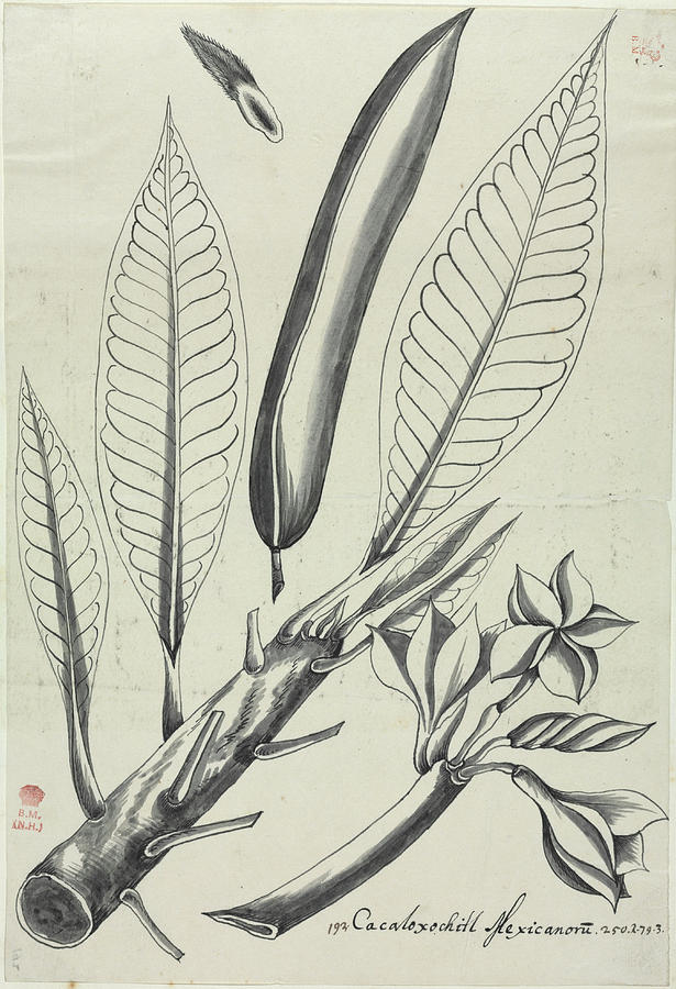 Plant Anatomy Photograph by Natural History Museum, London/science Photo Library