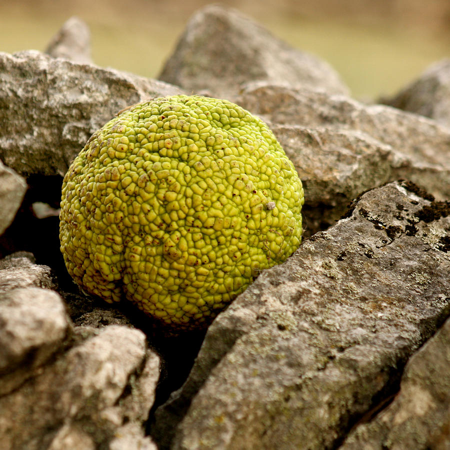 Plant Ball Photograph by Art Block Collections