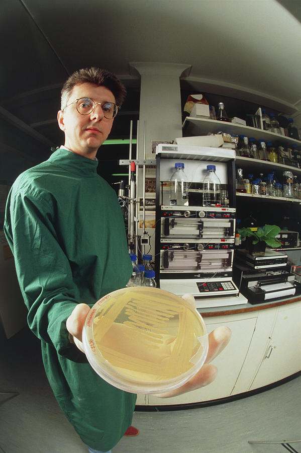 Plant Biologist With Culture Dish In Laboratory. Photograph by Sinclair Stammers/science Photo Library