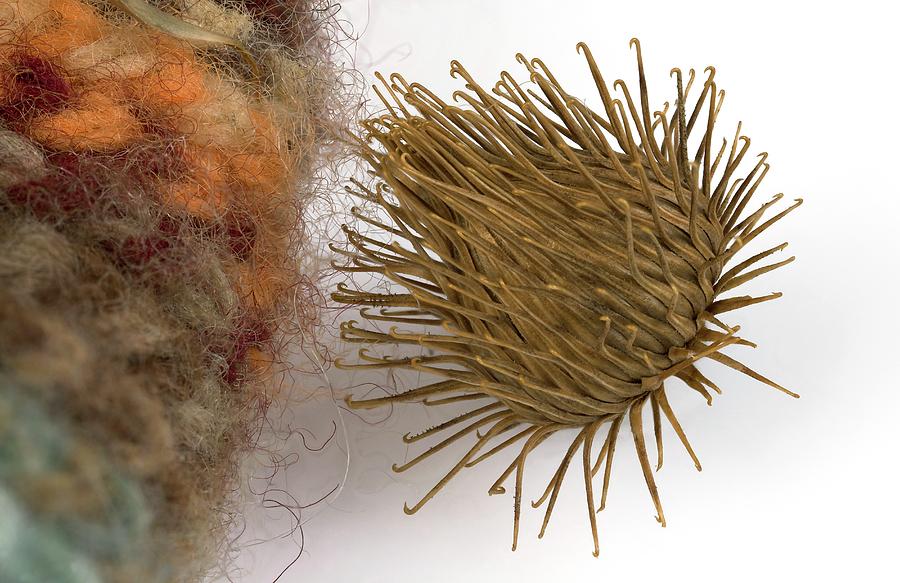 Achenes Photograph - Plant Burr Stuck To Woolly Fabric by Pascal Goetgheluck/science Photo Library Achenes Photograph - Plant Burr Stuck To Woolly Fabric by Pascal Goetgheluck/science Photo Library